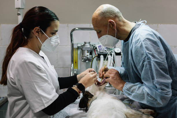 Urgent Tooth Repair Douglas, AZ